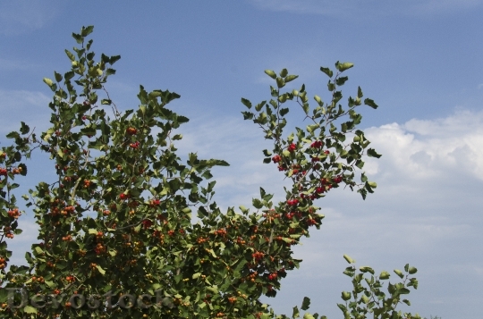 Devostock Hawthorn Fruit Tree Leaves