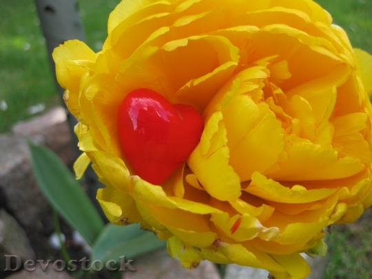 Devostock Heart Tulip Decoration Flower
