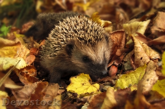 Devostock Hedgehog Autumn Garden 985315