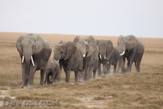 Devostock Herd Elephants Serengeti 1570649
