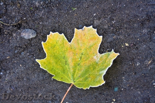 Devostock Hoarfrost Autumn Leaves Maple