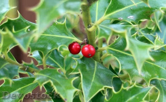 Devostock Holly Ilex Fruit Berries