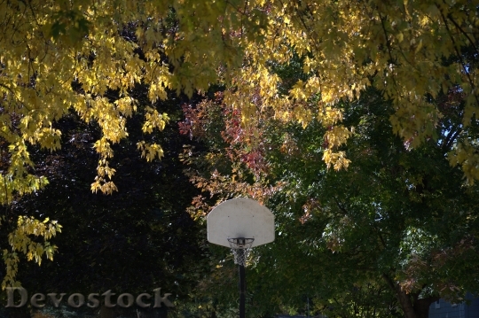Devostock Hoop Basket Basketball Still
