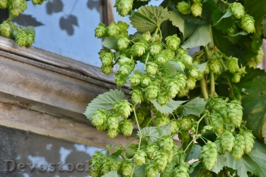 Devostock Hop Harvest Hop Vines