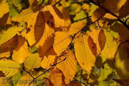 Devostock Hornbeam Tree Autumn Leaves