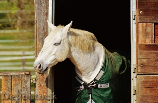 Devostock Horse Animal Ride Reiterhof 15