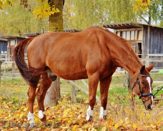 Devostock Horse Animal Ride Reiterhof 16
