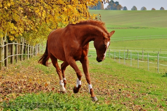Devostock Horse Animal Ride Reiterhof 21