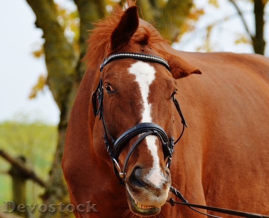 Devostock Horse Animal Ride Reiterhof 27