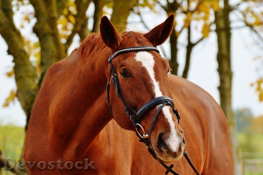 Devostock Horse Animal Ride Reiterhof 28