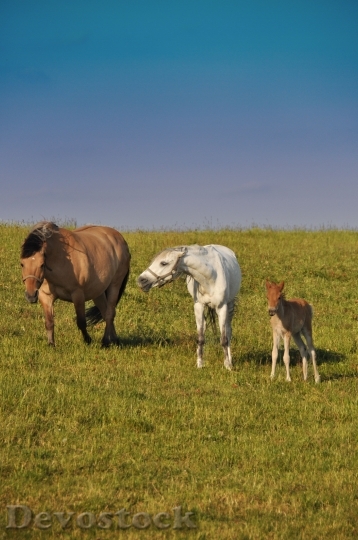 Devostock Horses Family Offspring Nature