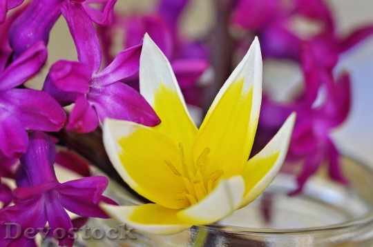 Devostock Hyacinth Flower Spring Flower 2