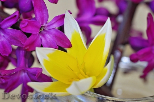 Devostock Hyacinth Flower Spring Flower 3