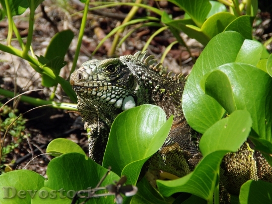 Devostock Iguana Reptile Wild Fauna