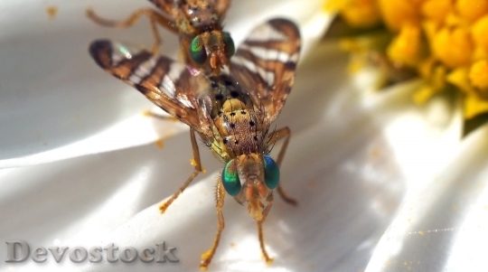 Devostock Insect Nature Live 1542982