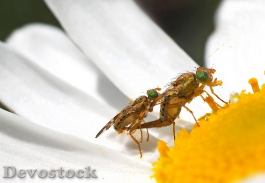 Devostock Insect Nature Live 1588907