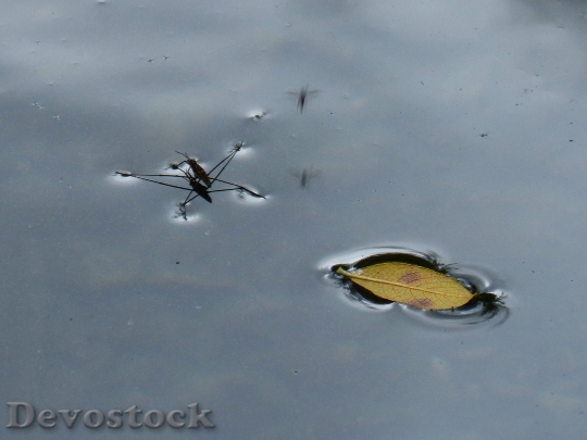 Devostock Insect Water Float Leaf