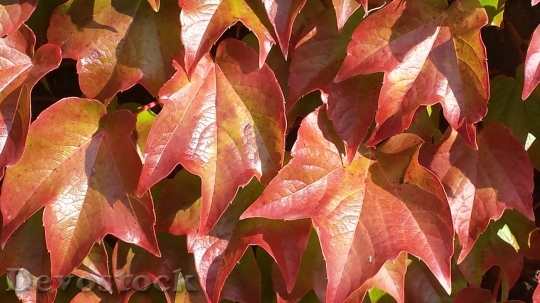 Devostock Ivy Autumn Colours Autumn 0