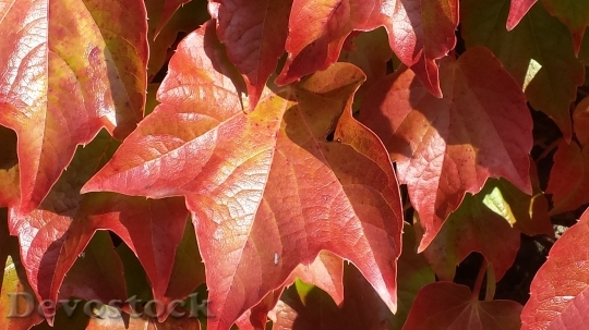 Devostock Ivy Autumn Colours Autumn