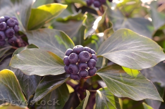 Devostock Ivy Flower Berry Berries