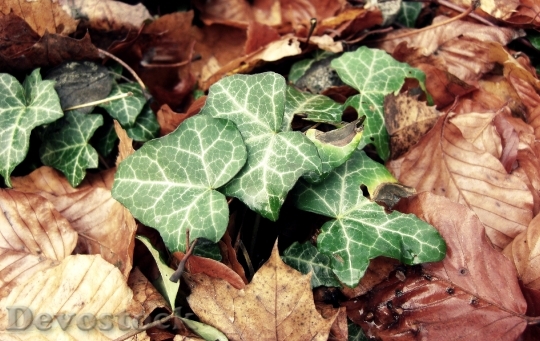 Devostock Ivy Leaves Autumn Forest