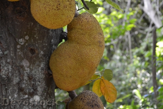 Devostock Jaca Artocarpus Heterophyllus Fruit