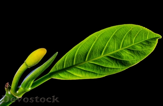 Devostock Jack Fruit Leaf Leaf 0