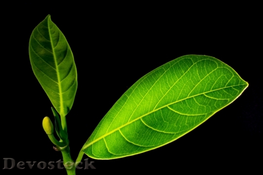 Devostock Jack Fruit Leaf Leaf 2