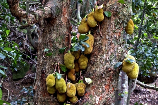 Devostock Jack Fruits Tree Tropical