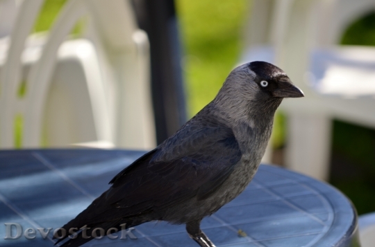 Devostock Jackdaw Member Crow Family 0