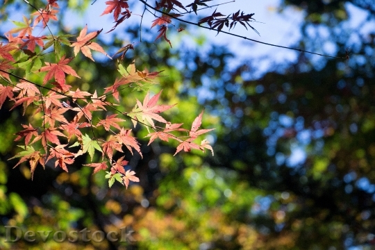 Devostock Japan Autumnal Leaves Autumn