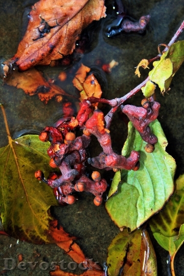 Devostock Japanese Raisins Fruit Leaves