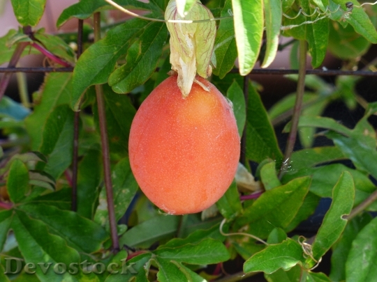 Devostock Japanese Wollmispel Fruit Orange