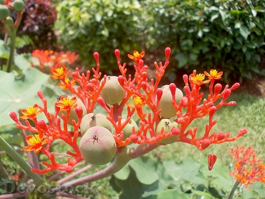 Devostock Jatropha Flower Red Fruits