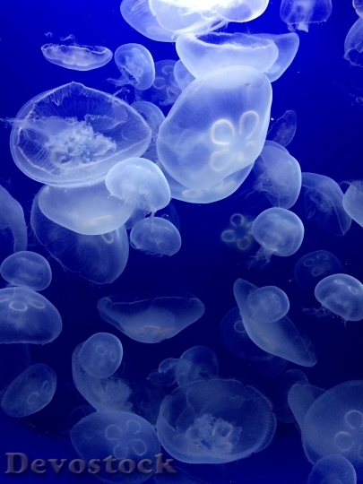 Devostock Jellyfish Sea Water Animals