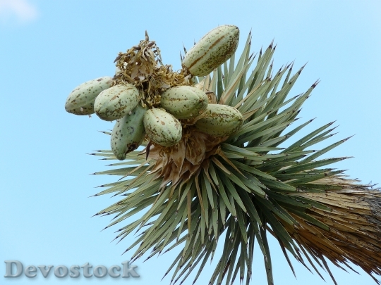 Devostock Joshua Tree Josuabaum Yucca 1