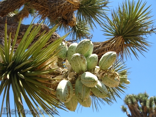Devostock Joshua Tree Yucca Brevifolia 31