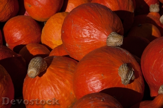 Devostock Kabocha Cucurbita Maxima Pumpkins