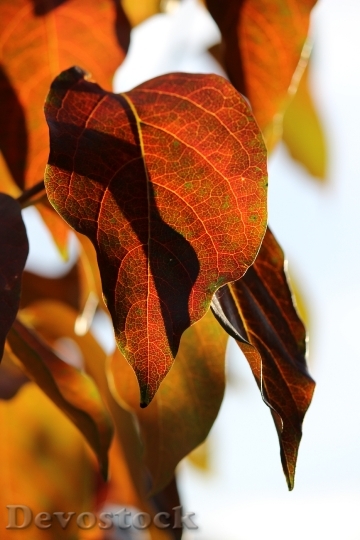 Devostock Kaki Leaf Autumn Fall