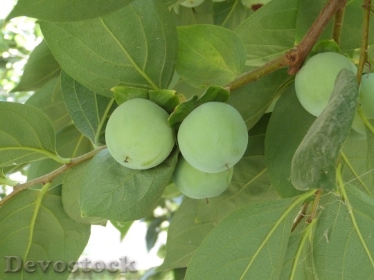 Devostock Kaki Persimmon Fruit Green