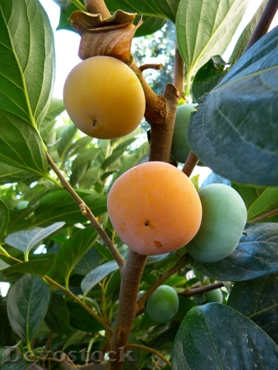 Devostock Kaki Persimmon Fruit Orange