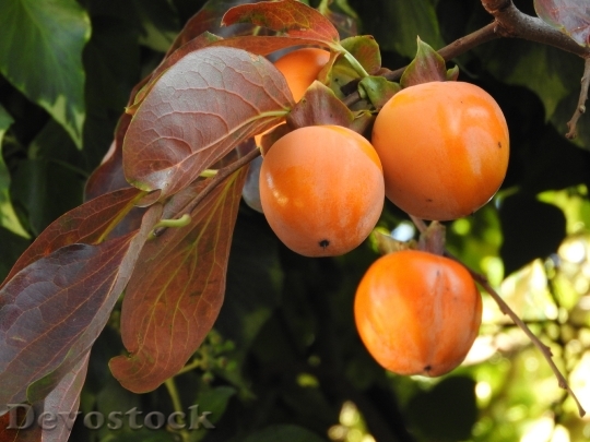 Devostock Kaki Tree Fruit Italy
