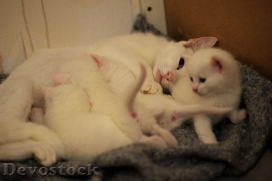 Devostock Kitties White Cats Breast