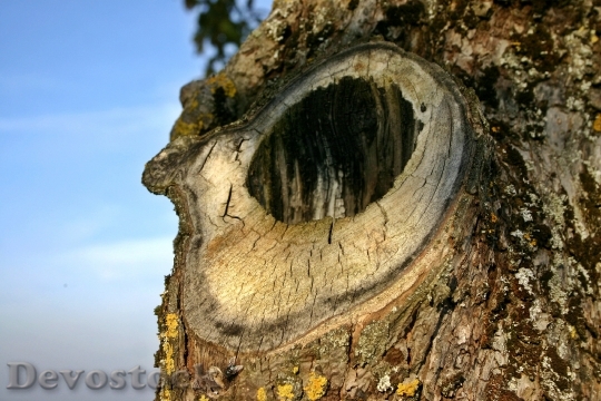 Devostock Knothole Tree Log Tribe