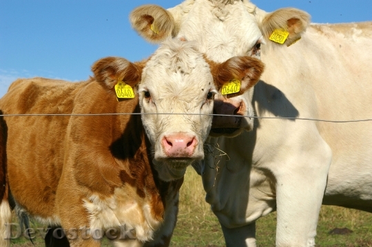 Devostock Ko Calf Cows Gape