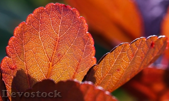 Devostock Koivuangervo Autumn Fall Colors