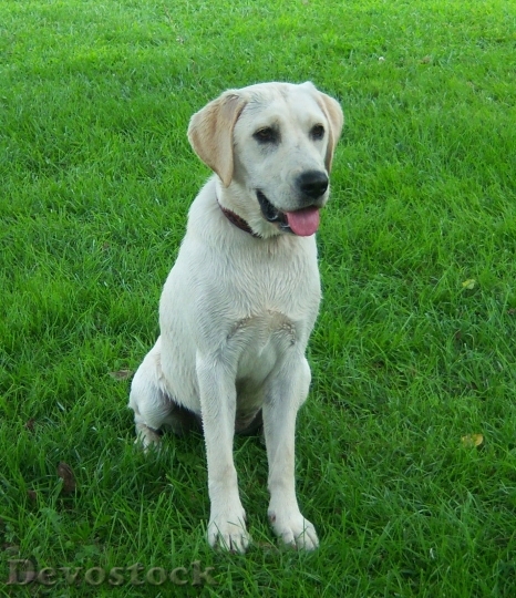 Devostock Labrador Dog Family Pet