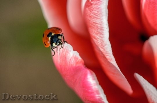 Devostock Ladybug Insect Red Spring