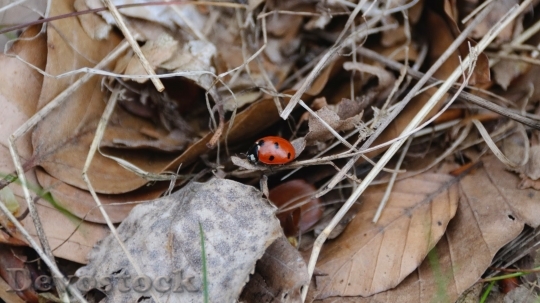 Devostock Ladybug Leaves Autumn Close 0