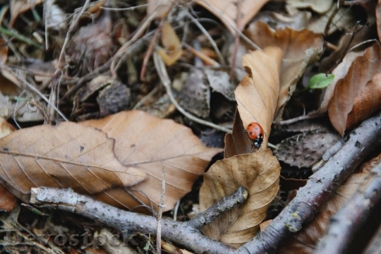 Devostock Ladybug Leaves Autumn Close